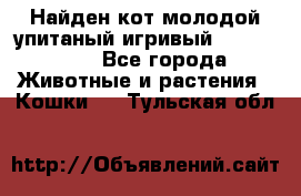 Найден кот,молодой упитаный игривый 12.03.2017 - Все города Животные и растения » Кошки   . Тульская обл.